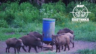 Охота #193 на кабана с вышки, выстрел!