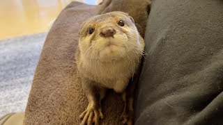 のほほんとしてる空気をとんでもない方法でぶっ壊してくれるカワウソ otter destroys the relaxed atmosphere in an extraordinary way.