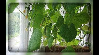 Огурцы на балконе, не хуже чем с грядки