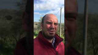 Officina terra presenta: agricoltura biologica. pianta Carciofini selvatici, i cosiddetti cardi.