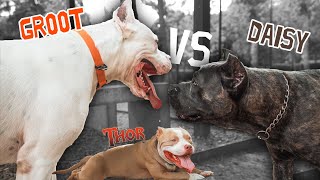 გრუტის შეხვედრა თორისთან - Doggo Argentino vs Cane corso