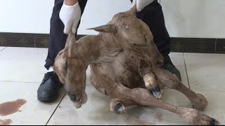 Antelope Siamese Twins Born in Southwest China