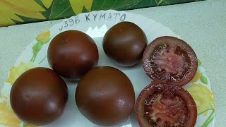 ТОМАТ КУМАТО. №396. ДЕГУСТАЦИЯ. 