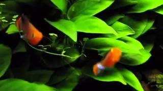 Nothobranchius rachovii Нотобранхиус Рахова продажа оптом