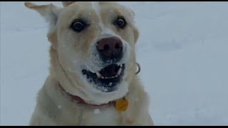 SloMo Snow Dog!