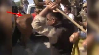 BJP MLA beats up horse during protest breaking its leg, Watch video