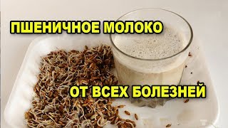 Исцеляющее молочко из проростков ЖИВОЙ ПШЕНИЦЫ