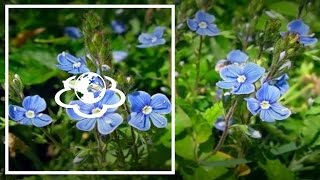 Вероніка, нечуйвітер волохатенький, горлянка та вербозілля лучне