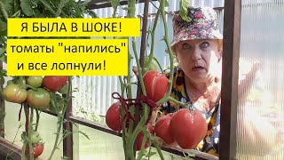 "Задница обезьяны" треснула у меня на глазах! Как поливать томаты?