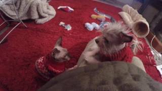 Chinese Crested vs Sphynx - Playtime!!!
