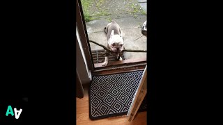 Bulldog Tries to Bring Massive Stick into House