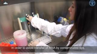 Total RNA extraction