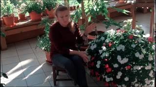 Ампельные импатиенсы (бальзамины) осенью