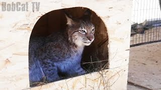 НОВЫЙ ДОМИК ДЛЯ РЫСЕЙ. Небольшой ремонт в вольере с дикими кошками