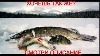 клевая рыбалка якутия видео