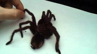 Purple Bloom Bird Eater [Pamphobeteus Platyomma]...DEAD!