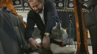 Autofahren mit Hund