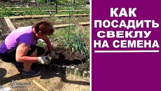 Семена свеклы своими руками . Как посадить свеклу на семена