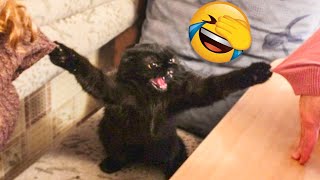 Funny Сats and Kittens That Will Make You Laugh - Funny Animal's Life