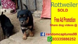 Rottweiler pups for sale - Dog for sale- Rawalpindi/Pindi Pakistan
