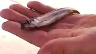 Ловля корюшки зимой