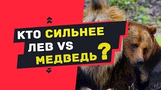 ЛЕВ против БУРЫЙ МЕДВЕДЬ. Кто сильнее лев или бурый медведь ??