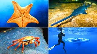 РЫБЫ ЭНЦИКЛОПЕДИЯ для детей Звуки животных развивающее видео Слушать онлайн