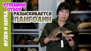 Неизвестный панголин. Наталья Носова