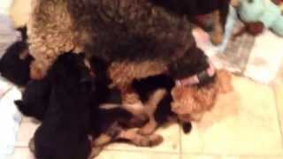 Welsh terrier nurses pups