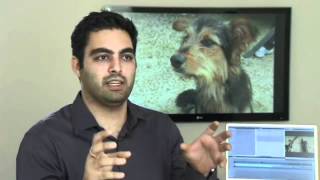 Donation Glasses - Pedigree Adoption Drive