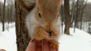 Просто кормлю белок / Just feeding the squirrels