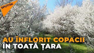 Splendoare de primăvară: Au înflorit copacii în toată țara
