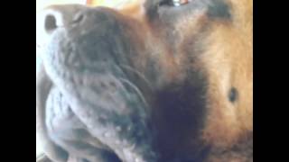 English mastiff that's into bondage!