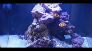 Sera Marin Biotop. Mi acuario marino, cubo de 130L. 2ª parte