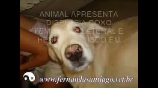 Pet Comfort - Goldie