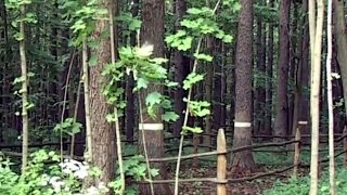 ДУБ И ЛИСТВЕННИЦА В ЛЕСАХ ЕВРОПЕЙСКОЙ ЧАСТИ РОССИИ