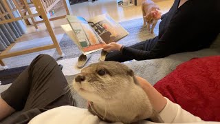 カワウソに絵本を読み聞かせてあげた結果…！ The result of reading a picture book to an otter...