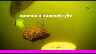 Поклевка на КЛАССИЧЕСКИЙ МАКУШАТНИК. Краткая схема снасти. underwater. Рыбалка, Fishing câu cá