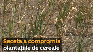 Seceta a compromis plantațiile de ceriale