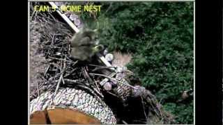 EagleCrest 04-01-2013 JUMPPPPPP FOR THE GOSLINGS!!!