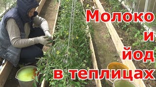 Обработка томатов, перцев и баклажанов МОЛОКОМ с ЙОДОМ в теплицах. Средство от фитофторы