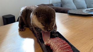 旬の寒ぶりをカワウソに召し上がってもらった！ otter ate the cold yellowtail in season!