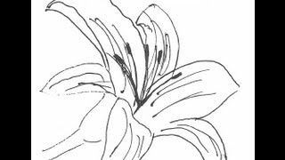 Lily flower. How to draw a easy? (Цветок Лилия. Как нарисовать просто?) 百合花卉