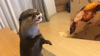 カワウソさくら 綺麗な花をプレゼントした反応がすごすぎた Otter presented with flowers