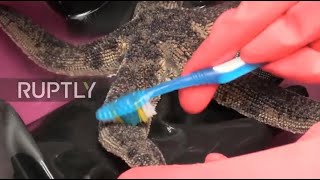 Peru: Activists help clean animals after oil spill north of Lima