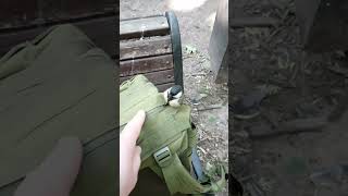 О синице / About titmouse