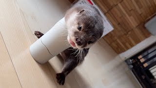絶対に倒れないコップ vs 絶対にジャーキー食べたいカワウソ The cup that never falls over vs. the otter that never gives up jerky