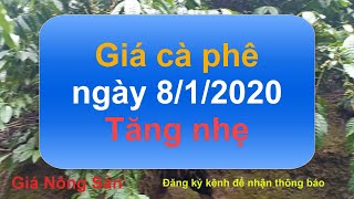 Giá cà phê hôm nay ngày 8 tháng 1 năm 2020, giá cà phê hôm nay