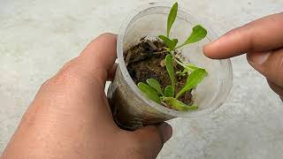 GROW BLACK PEPPER FROM SEEDS WITH UPDATE