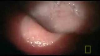 Inside a Women´s Girl´s mouth vore